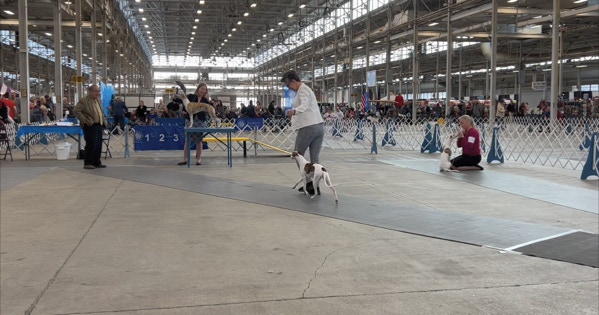 Indy Winter Classic AKC Dog Show Beginner Puppy