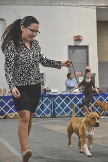 Indy Winter Classic AKC Dog Show Jr Showmanship