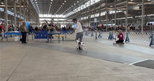 Indy Winter Classic AKC Dog Show Beginner Puppy